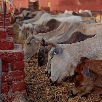 Gaushala cow care 1
