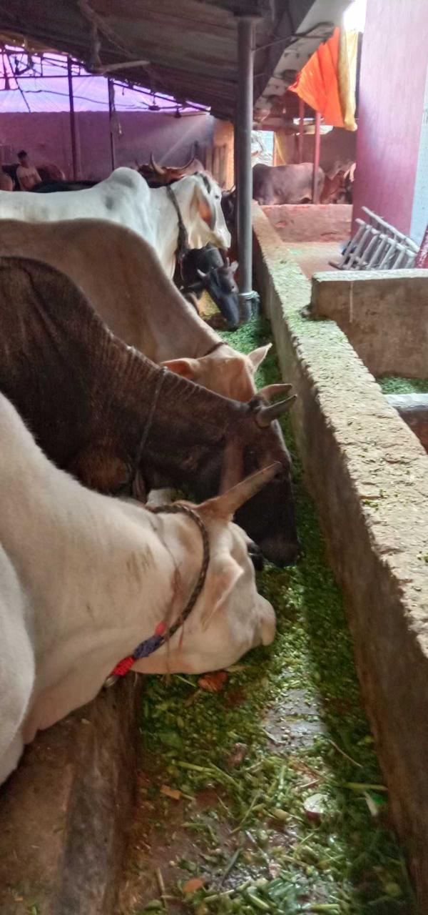 Gaushala cow care 2