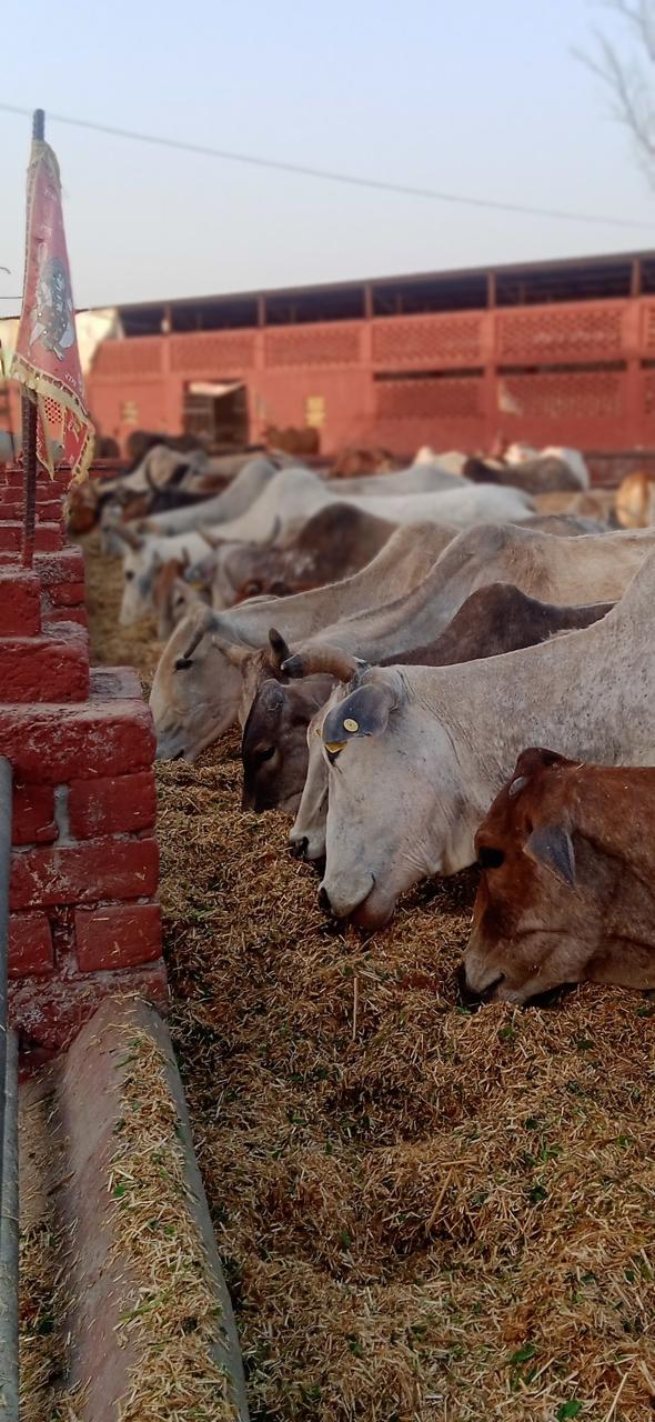 Gaushala cow care 4