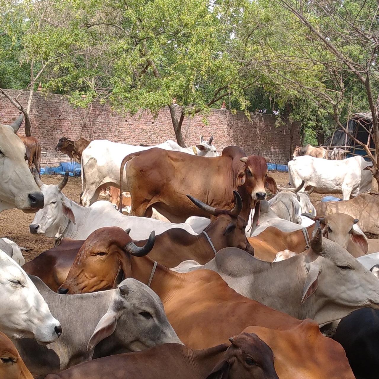 Gaushala cow care 5