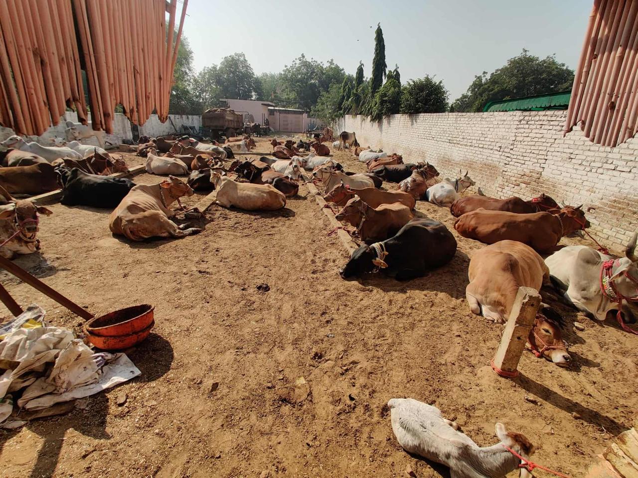 Gaushala cow care 6