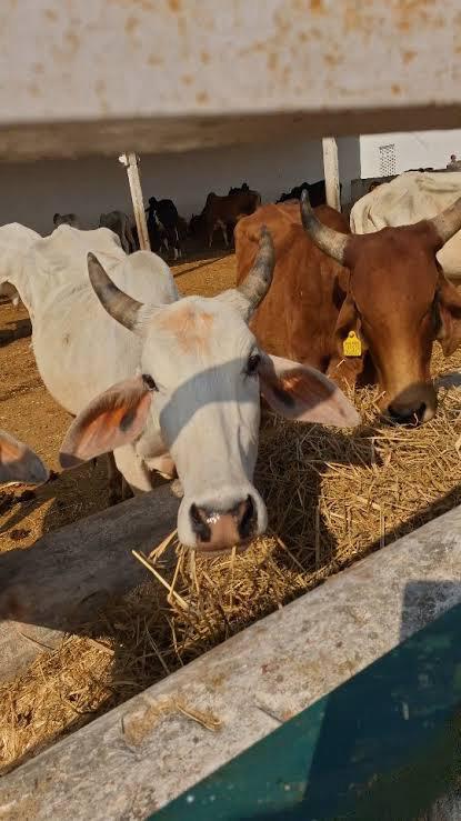Gaushala cow care 8